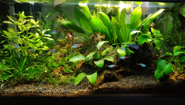 Ajout de nouvelles plantes et nouvelle LED