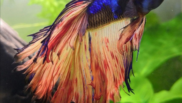 Betta splendens
