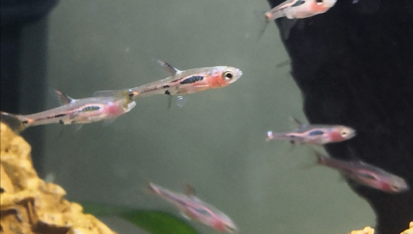 Rasbora moustique
