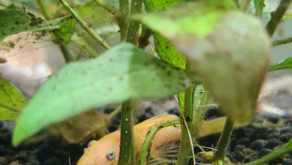 Introduction 1 poissons