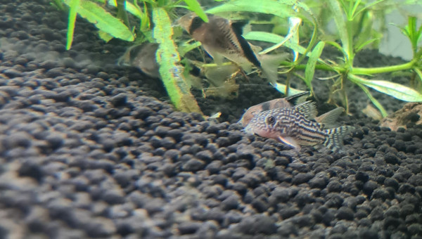 Introduction 1 poissons