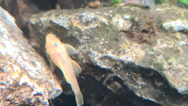 Introduction 1 poissons