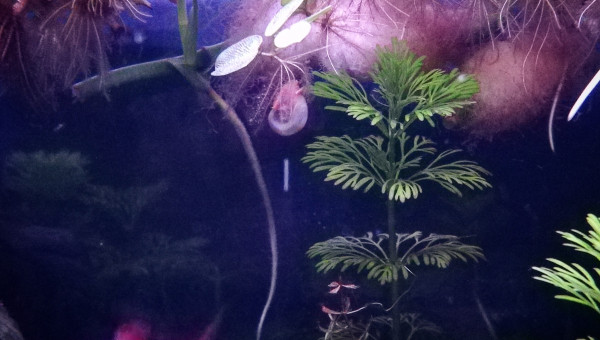 The Greatest Show on Earth