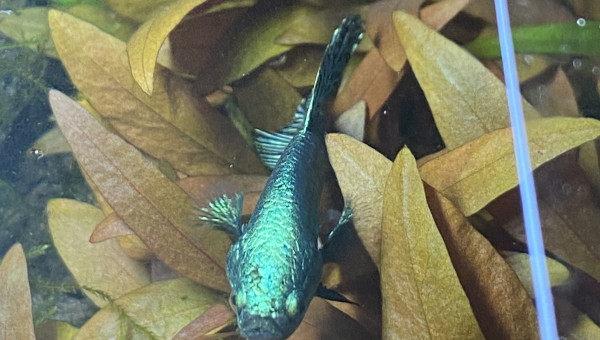 Arrivée de L' Alien