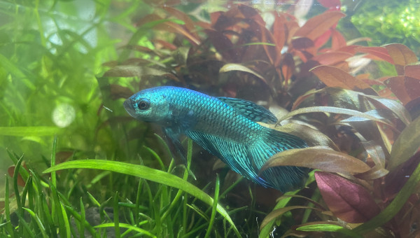 Arrivée de L' Alien