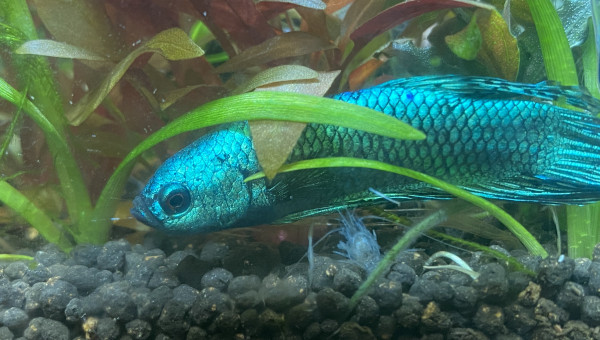 Arrivée de L' Alien