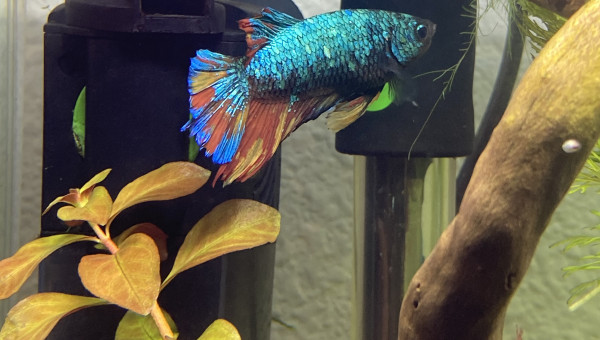 Évolution Betta Plakat Halfmoon