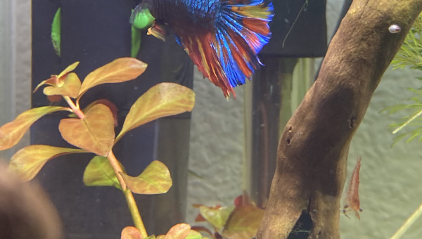 Évolution Betta Plakat Halfmoon