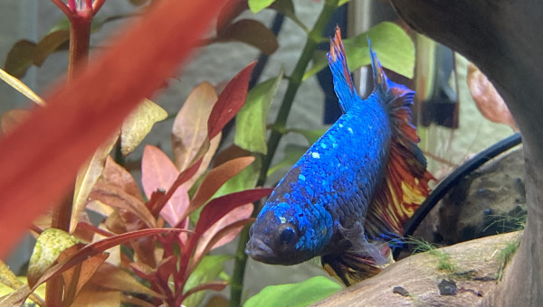 Évolution Betta Plakat Halfmoon