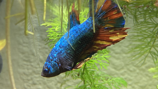 Évolution Betta Plakat Halfmoon