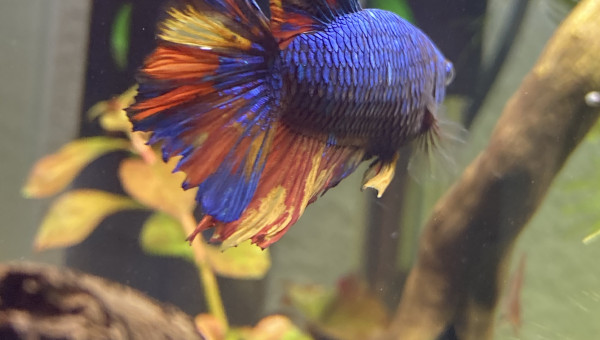 Évolution Betta Plakat Halfmoon