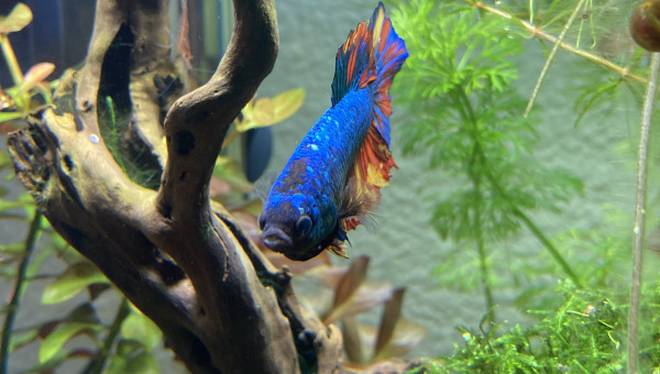 Évolution Betta Plakat Halfmoon