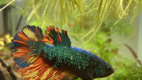 Évolution Betta Plakat Halfmoon