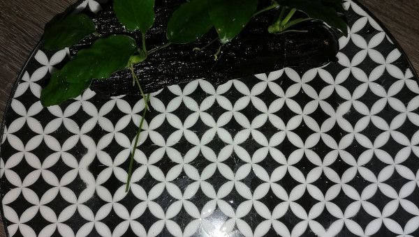 Réalisation d'une racine d'angle avec 3 boutures d'Anubias Nana