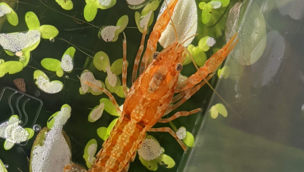 Depuis hier dans le 60L en attendant que le nano se cycle