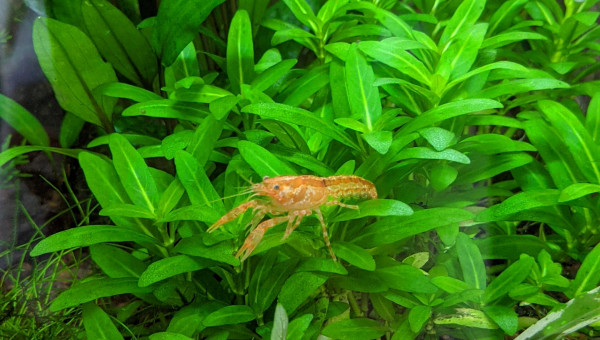 Depuis hier dans le 60L en attendant que le nano se cycle