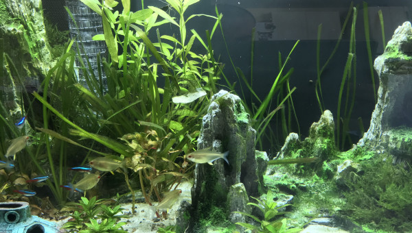 Petite faiblesse des plantes et présence d’algues filamenteuses