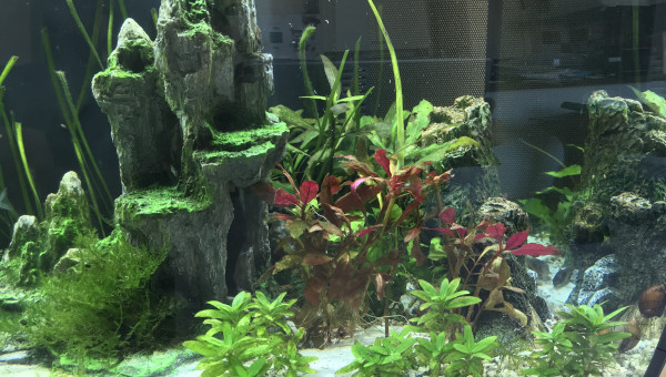 Petite faiblesse des plantes et présence d’algues filamenteuses