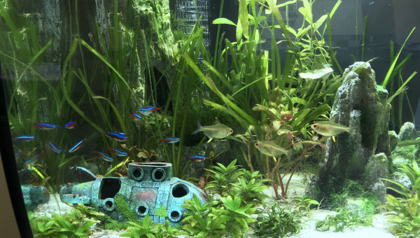 Petite faiblesse des plantes et présence d’algues filamenteuses