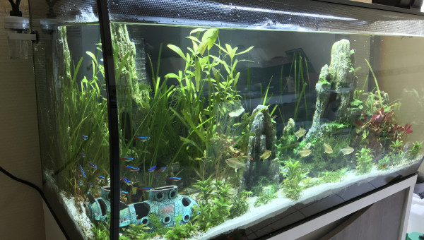 Petite faiblesse des plantes et présence d’algues filamenteuses