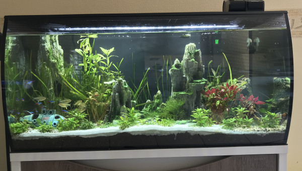 Petite faiblesse des plantes et présence d’algues filamenteuses