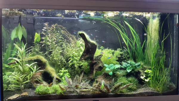 Aquarium de salon : jardinage