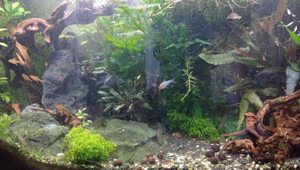 Réduction population