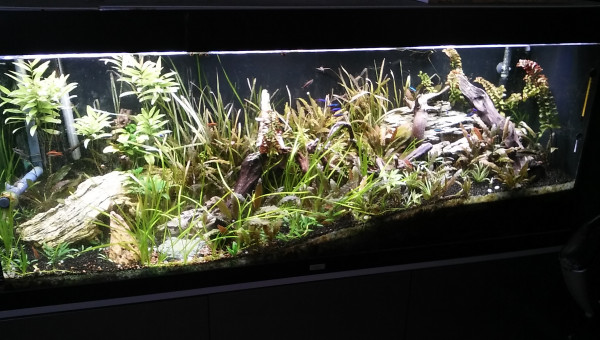 avant delaissement par manque de budget et motivation en 2017