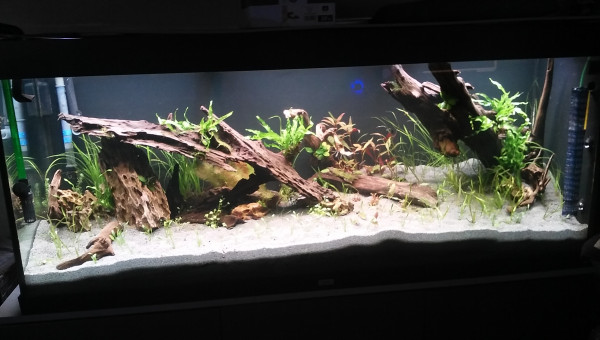 gravier final et plantation fini