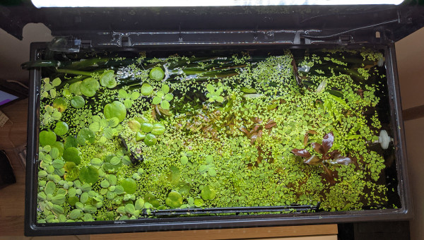 J'ai trié les lentilles!