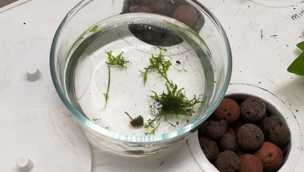 Culture weeping moss