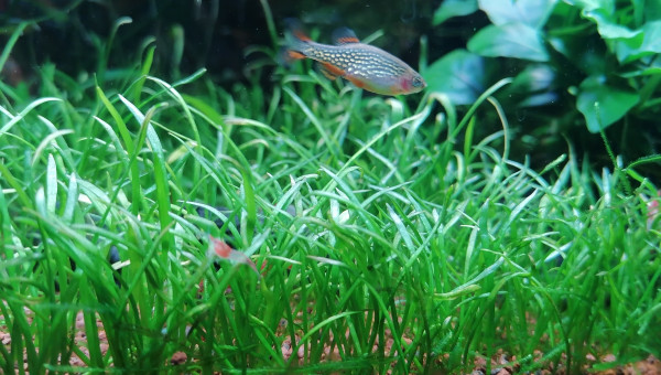 Rabora Galaxy femelle et bébé caridinia