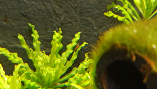 1 des bébés crevettes