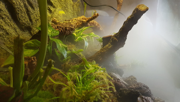 Arrivée des plantes