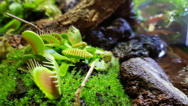 Arrivée des plantes