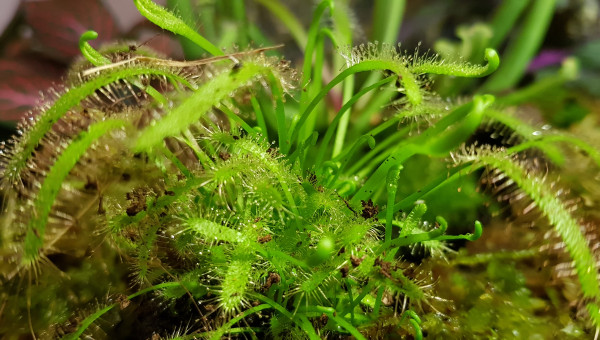 Arrivée des plantes