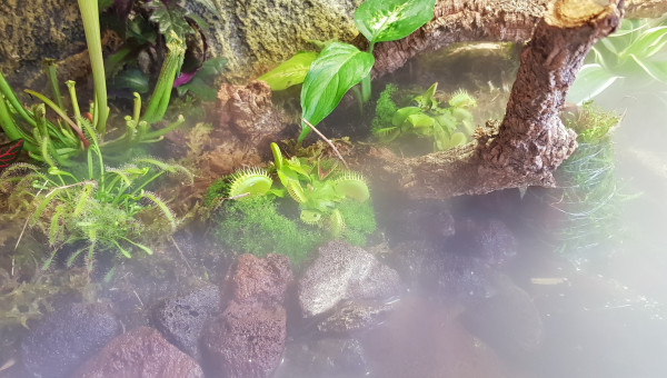 Arrivée des plantes