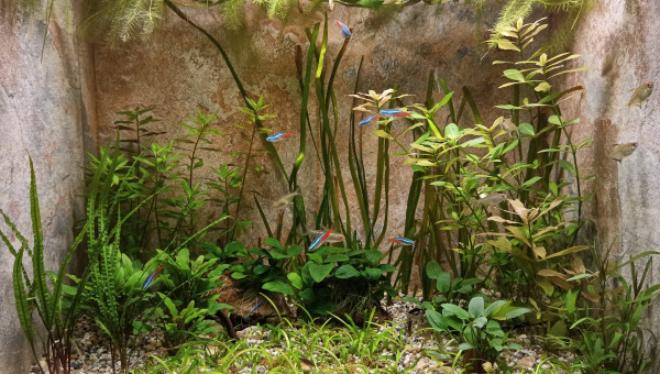 Aquarium Low Tech sans matériel visible.