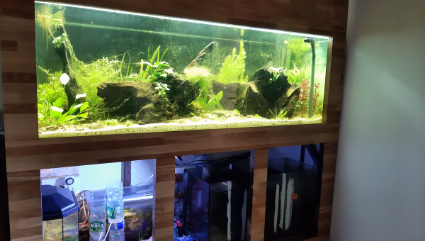 Nabuchodonosore : avec le coffrage et les plantes