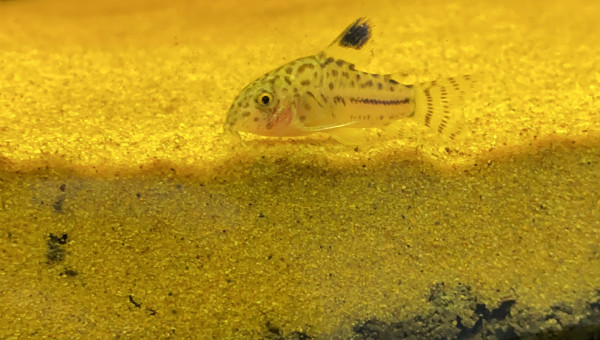 Corydoras julii