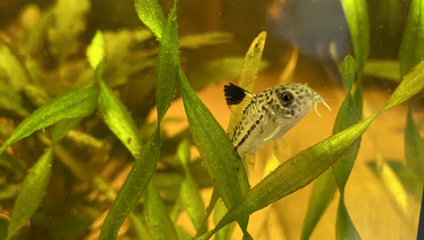 Corydoras julii