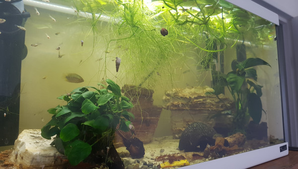 Évolution de la nursery