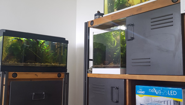 Évolution de la nursery