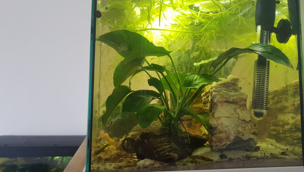 Évolution de la nursery