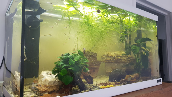 Évolution de la nursery