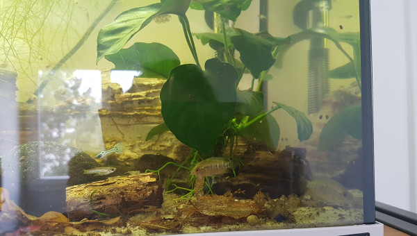 Évolution de la nursery