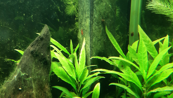 Nabuchodonosore : arrivée des crevettes.