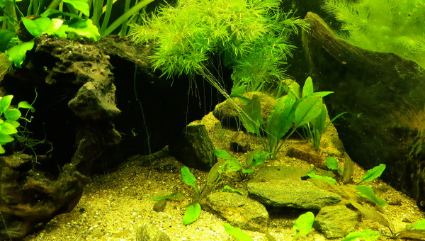 Nabuchodonosore : arrivée des crevettes.