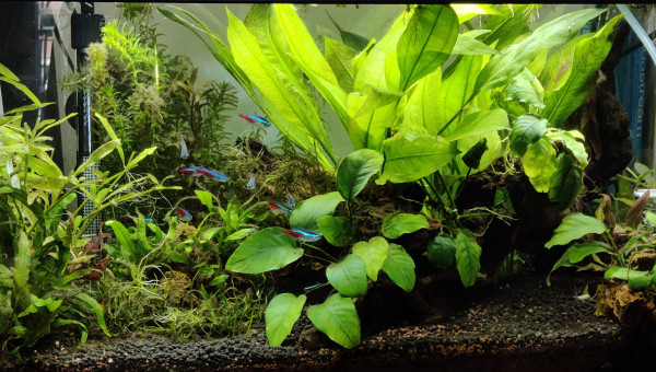 Nettoyage suite surdosage nourriture et algues vertes