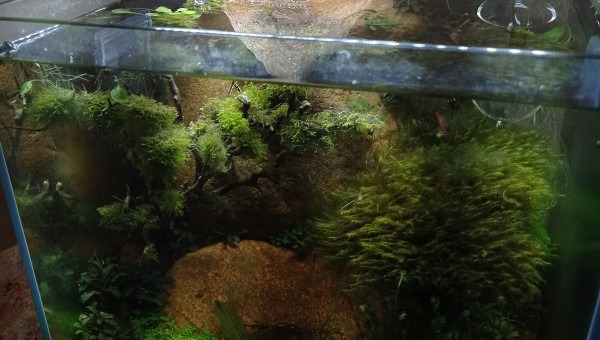 Échec Riccardia / remaniement (ministériel de l Estérel)